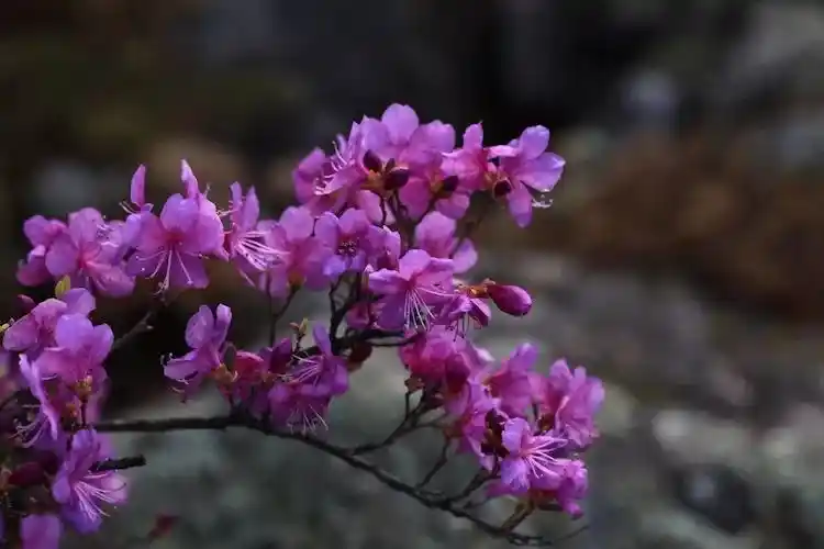 石家庄美丽华大酒店客服电话_石家庄美丽华大酒店有限公司_石家庄美丽华大酒店订房电话